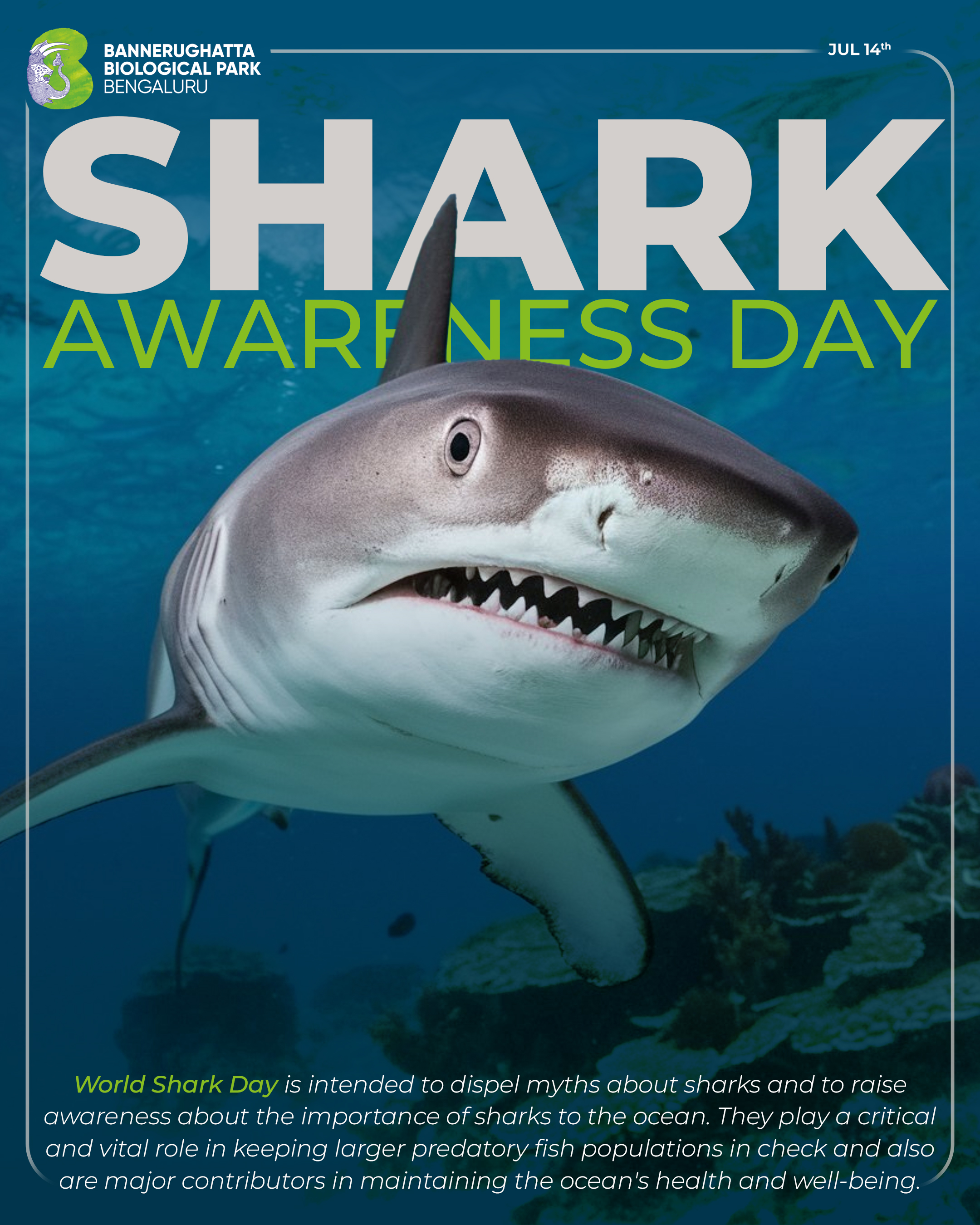 Shark Day